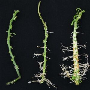 At the root of bulked-up plants featured image