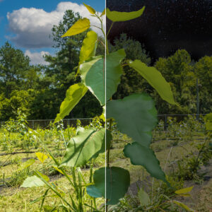 The cycle of light: Analyzing how cellular proteins in leaves change through day, night featured image