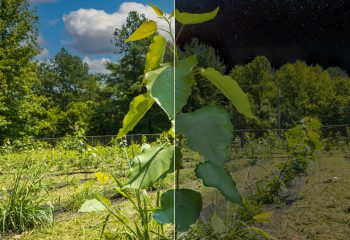 The cycle of light: Analyzing how cellular proteins in leaves change through day, night featured image