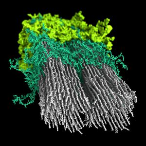 20240105-nrel-researchers-produce-first-macromolecular-model-of-plant-secondary-cell-wall