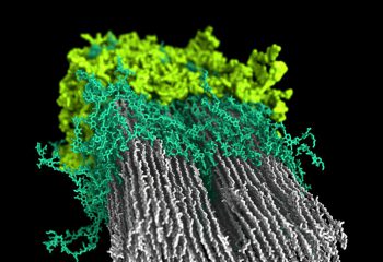 20240105-nrel-researchers-produce-first-macromolecular-model-of-plant-secondary-cell-wall