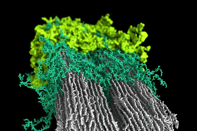 20240105-nrel-researchers-produce-first-macromolecular-model-of-plant-secondary-cell-wall