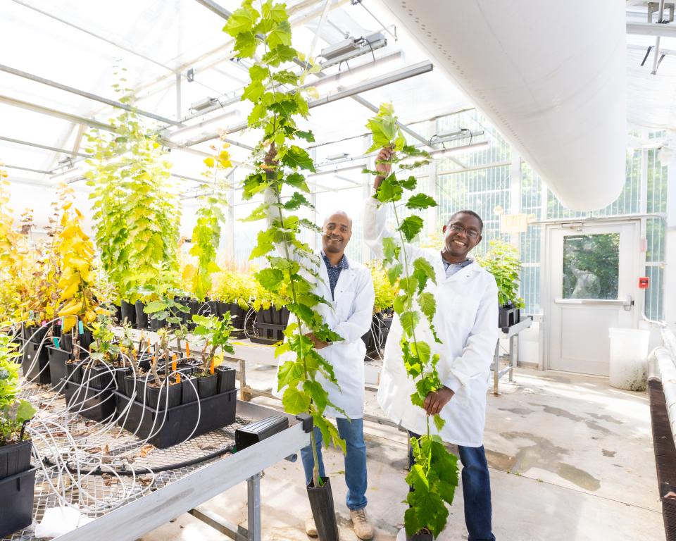 In a bright greenhouse setting, two smiling individuals in white lab coats hold tall plants towards the camera.