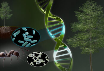 Landmark photosynthesis gene discovery boosts plant height, advances crop science featured image