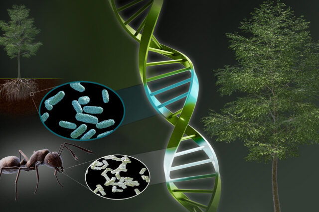 Landmark photosynthesis gene discovery boosts plant height, advances crop science featured image