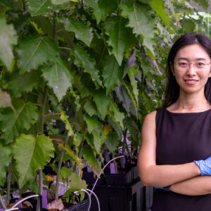 Mengjun Shu, an R&D Associate Staff Member in ORNL's Biosciences Division, stands among greenhouse-grown poplar trees at the Advanced Plant Phenotyping Laboratory while examining plant growth and development.
