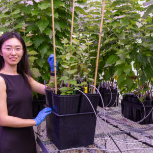 Mengjun Shu, an R&D Associate Staff Member in ORNL's Biosciences Division, stands among greenhouse-grown poplar trees at the Advanced Plant Phenotyping Laboratory while examining plant growth and development.