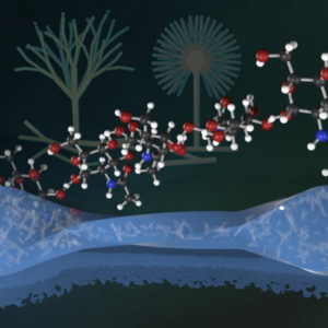 Fungi enhance hydrogels for stronger, safer materials featured image