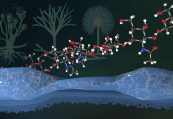 Fungi enhance hydrogels for stronger, safer materials featured image