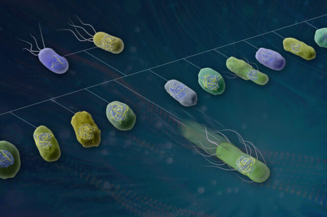 New platform speeds bacterial gene mapping for better biotech design featured image